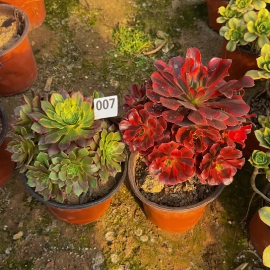 地****法师2棵9号棚007多肉植物