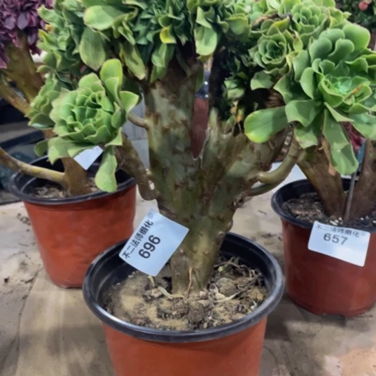 696，绿羊绒缀不包邮不包邮