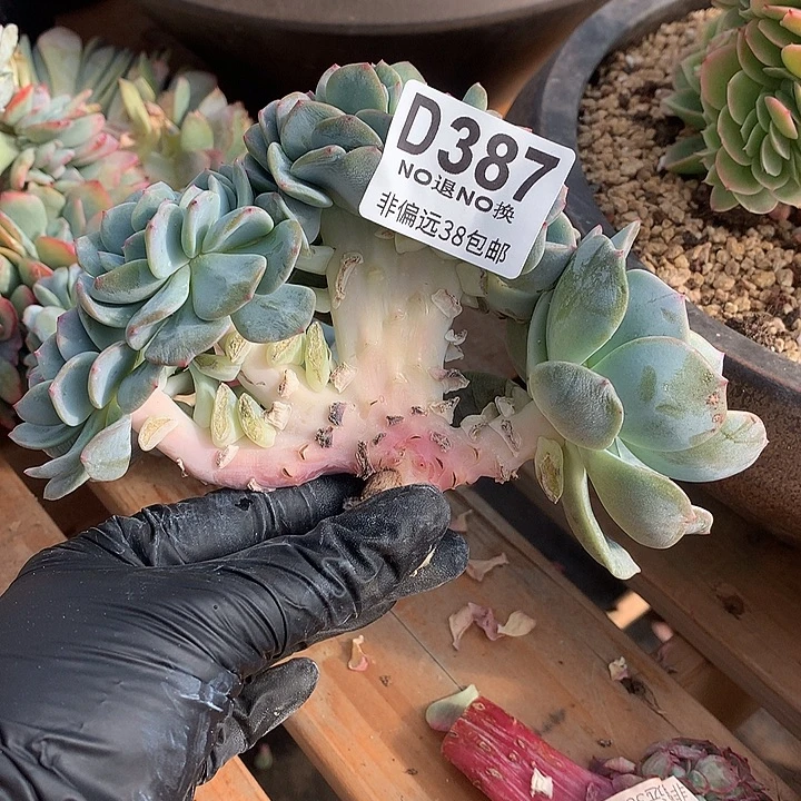 凤城缀化 387 基地已转处理 7-8天发货