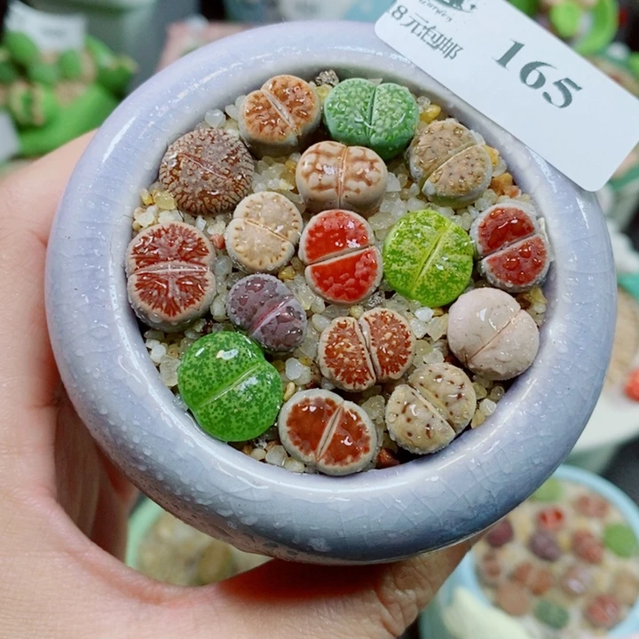 生石花花花花花花花165