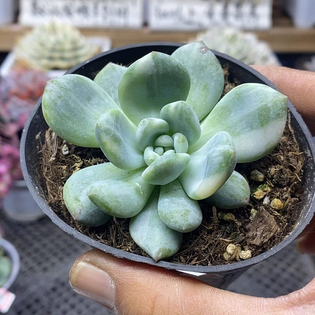 16166 香橙花脸锦