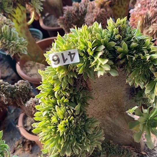 宜***铺多肉植物一个有伤