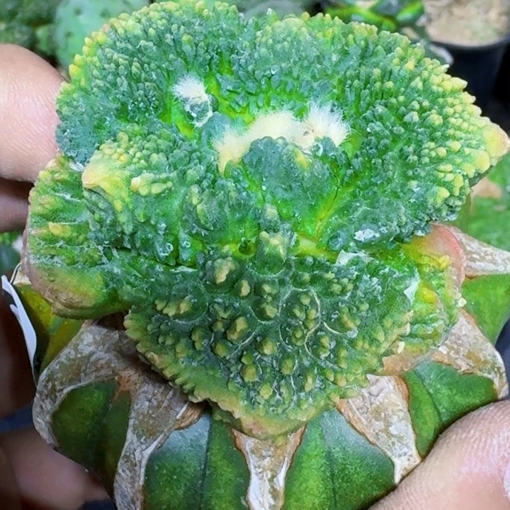 无花朵大尤哥怒锦691