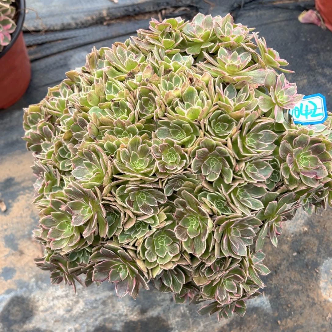 多肉植物万花筒朵朵1042