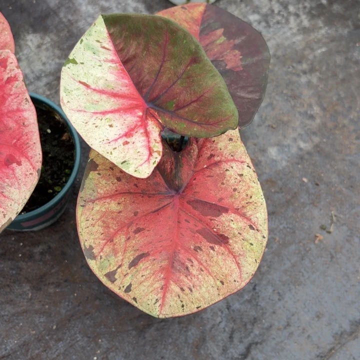 獒***完全开放泰国彩叶芋5