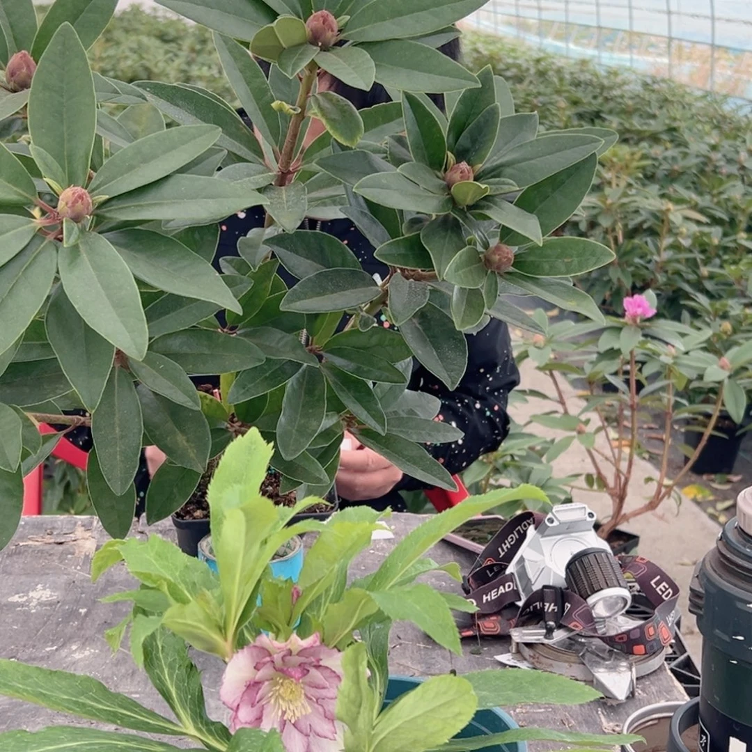 大量花朵（建议范围：8朵-15朵 或40%以上）铁快哦哈哈哈哈哈哈哈