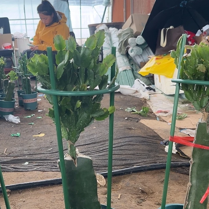 鱼****18号尤利迪000000000