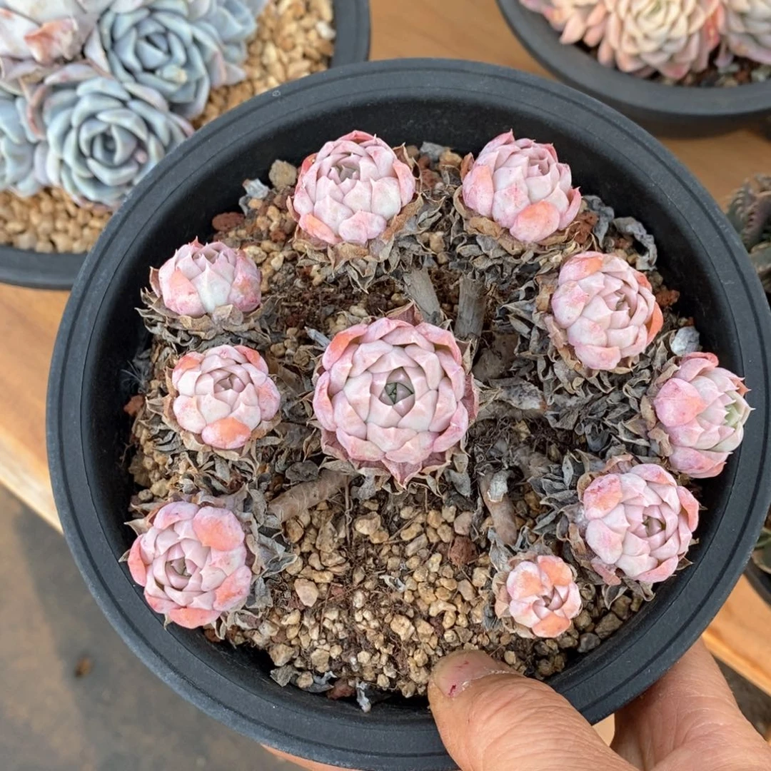 精品多肉一物一拍不包整717