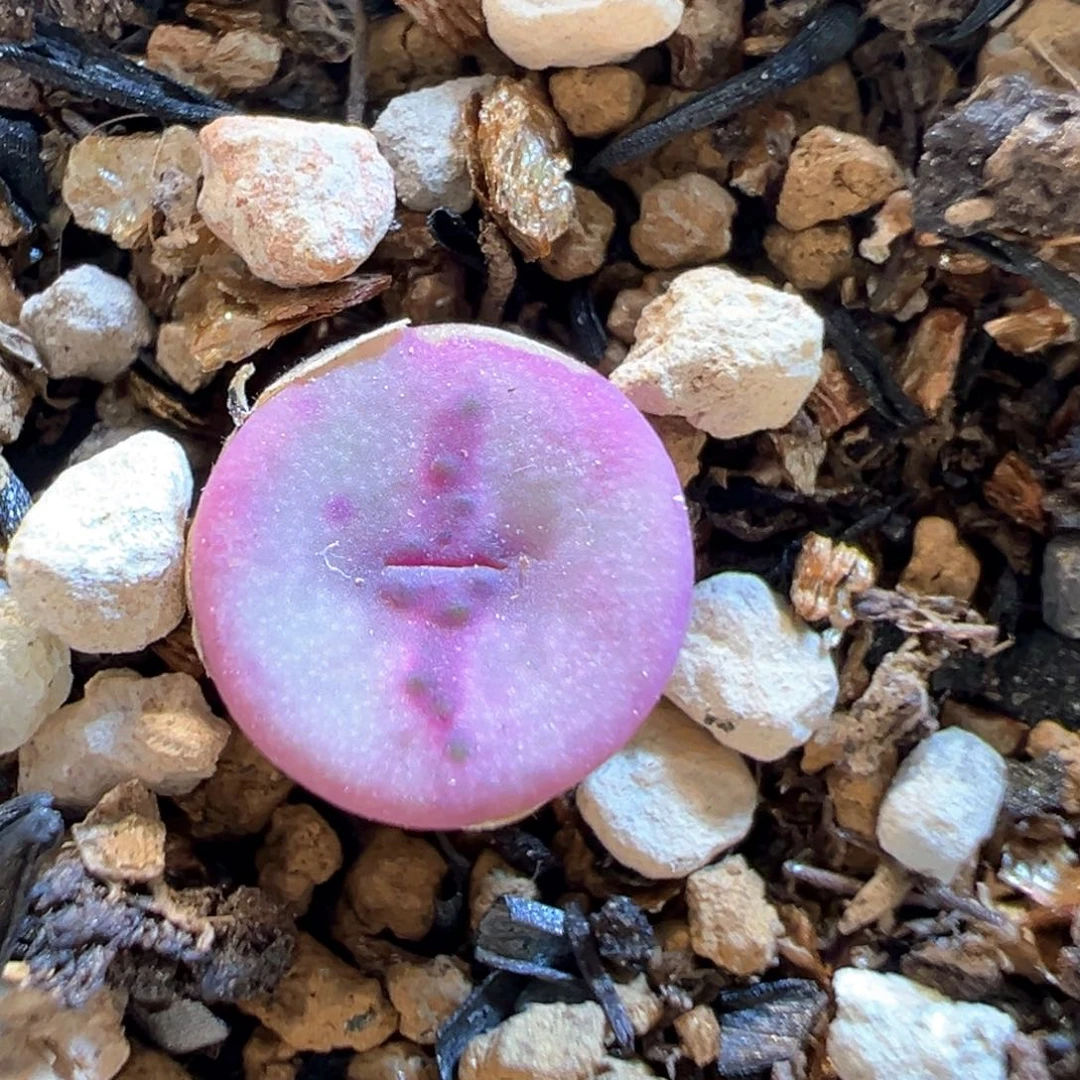 27多肉植物百科十字纽扣