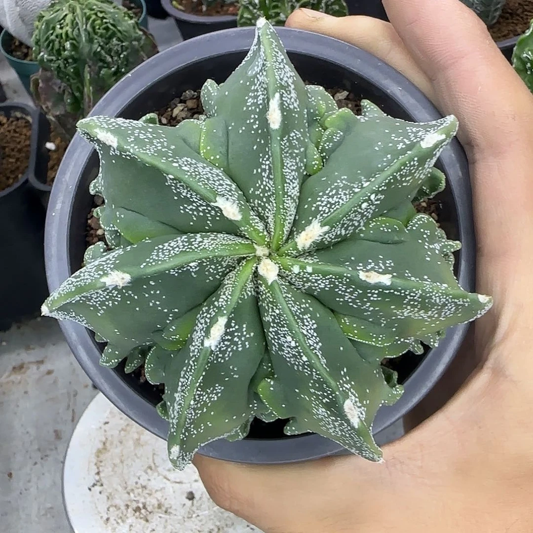 核桃鸾凤玉实生031