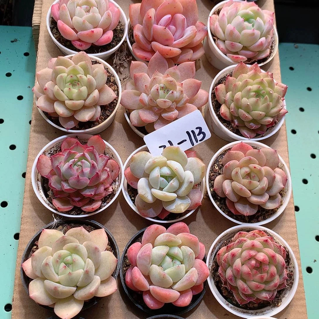 31-113一物一拍带盆18颗