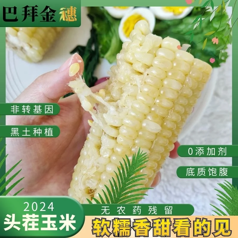 [东北白糯玉米]产地黑龙江北纬47°【采摘当天锁鲜，老幼的喜爱】