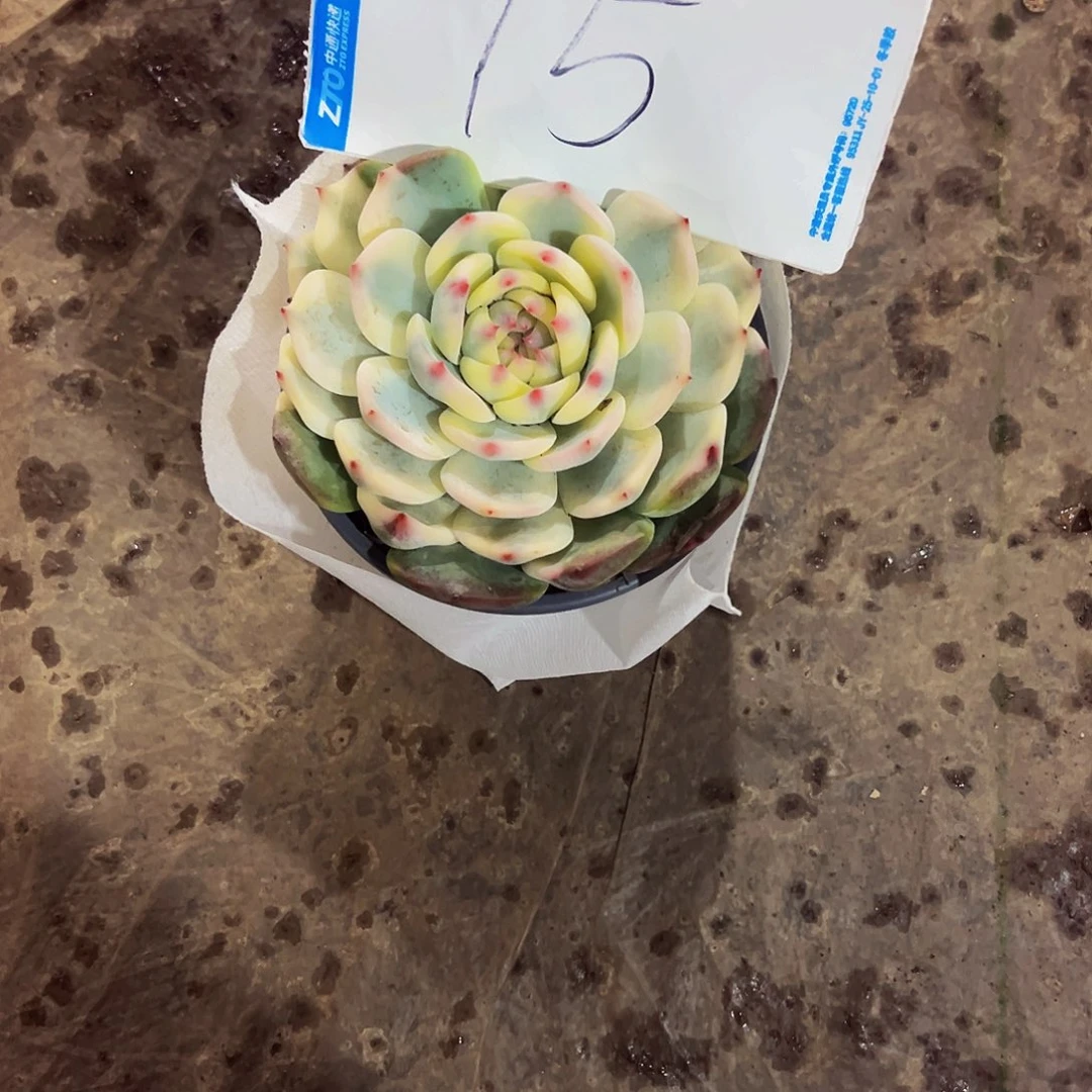 *****15号一物一拍脱土包邮