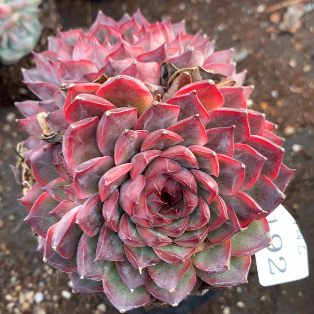 2192新年快乐发发发