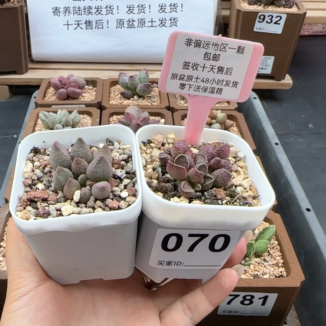 铜*070暗恋花猪肝多肉植物