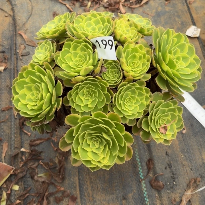 奶白多肉植物不包损199