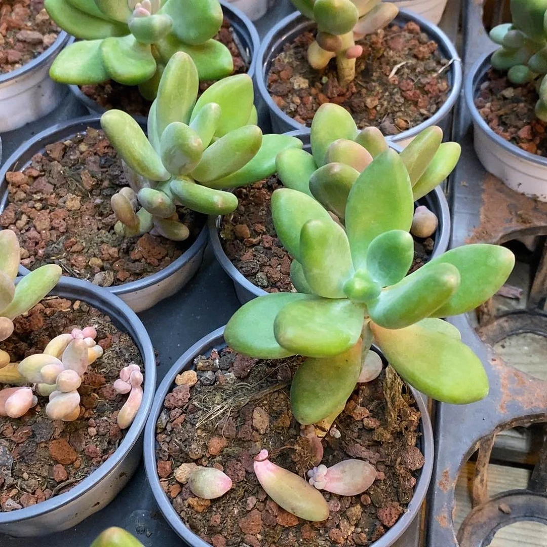 团。芒果奶。福利多多
