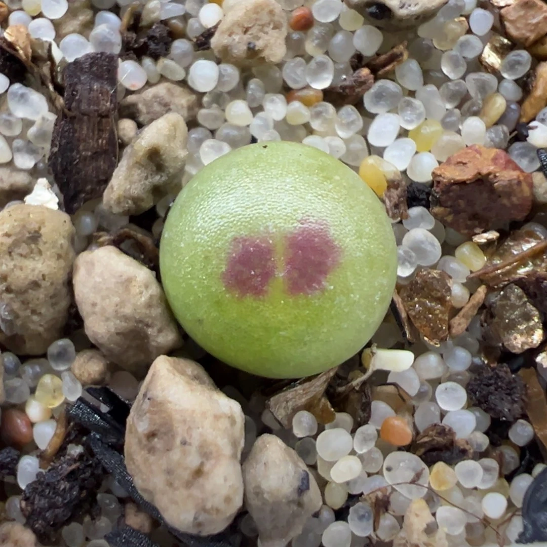 啾啾枫叶款下播特特