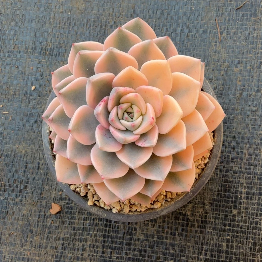 红粉佳人锦锦上园艺一物一拍