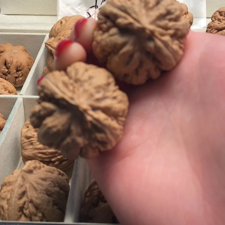 霸王龙全品无修一刀没动