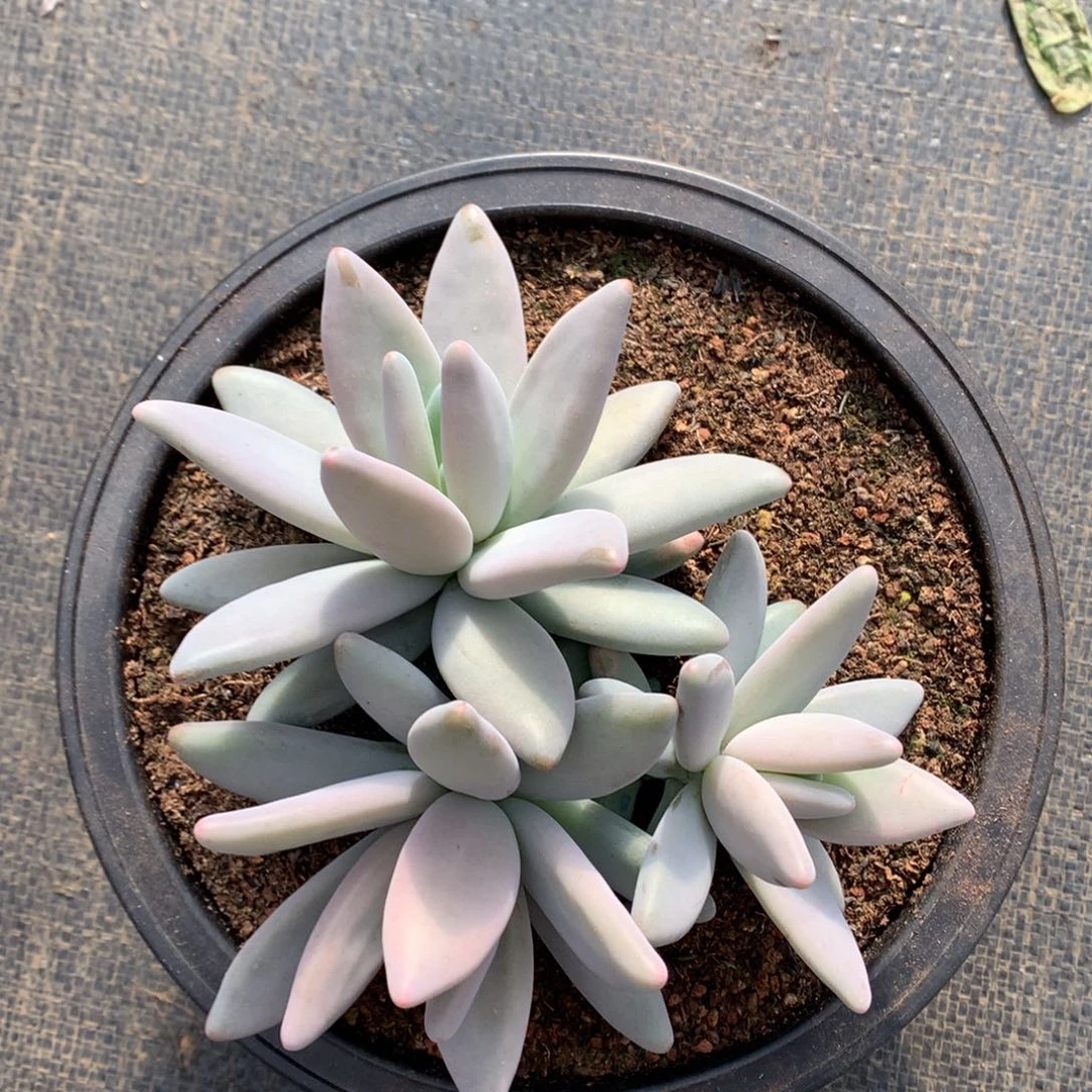 企鹅 三头 一颗