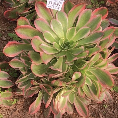 2.4-36女妖多肉植物