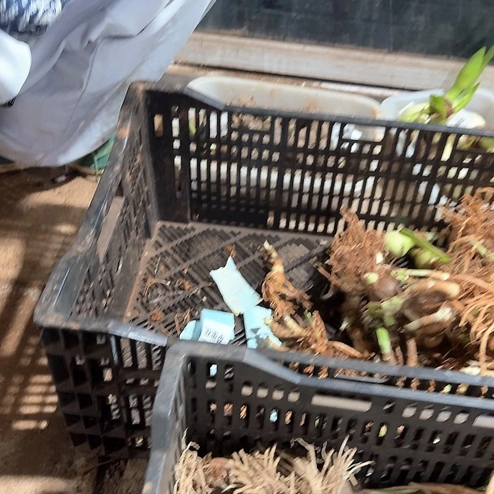 苹果花小坨坨自然球