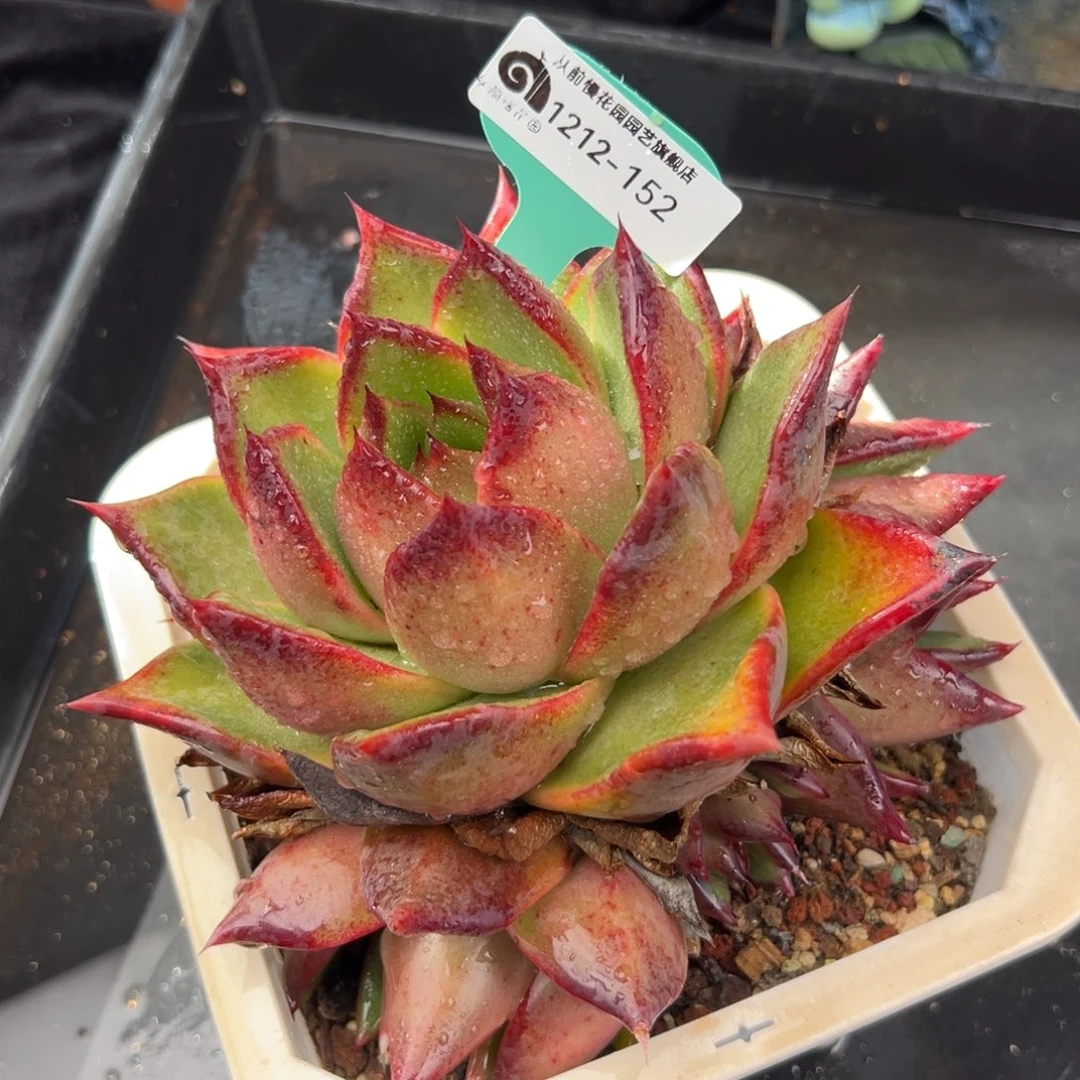 从前慢花园多肉编号1212-152