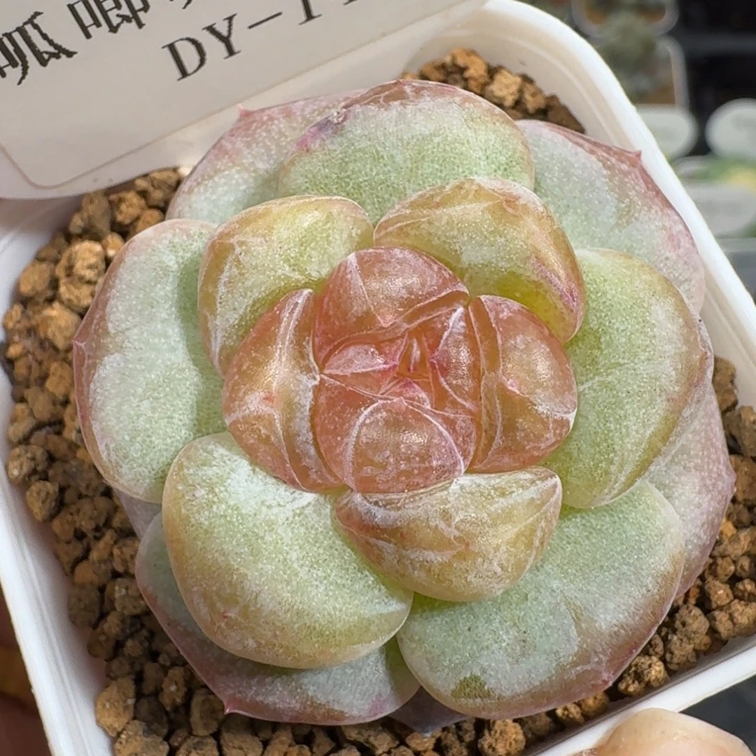 100-014-编号单头