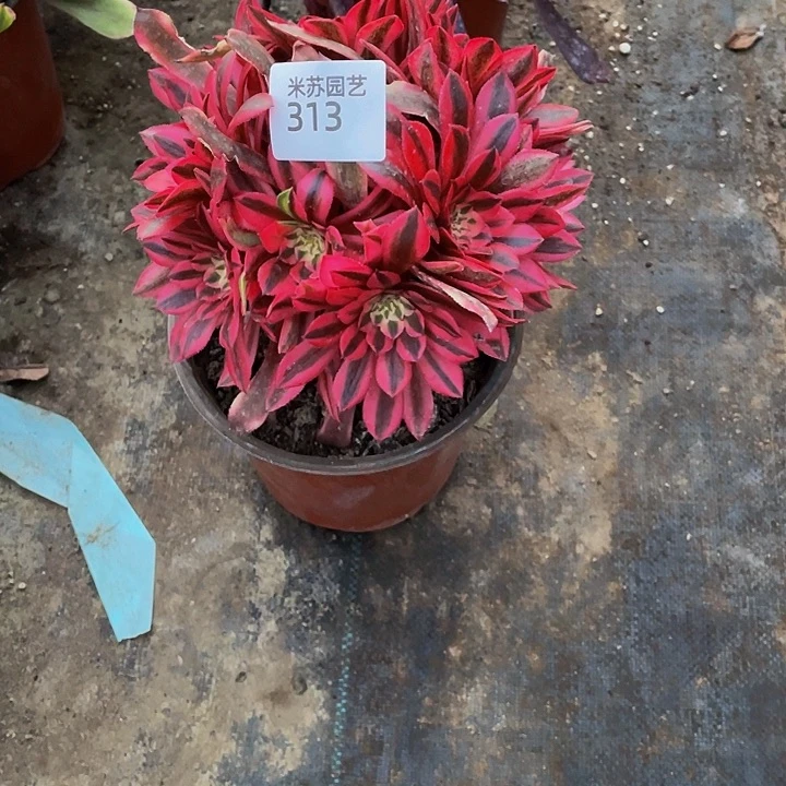 享**活313多肉植物的生长