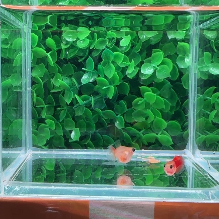 孔雀鱼15银河琉璃球一对