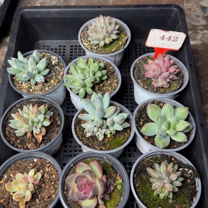 442多肉植物一物一拍