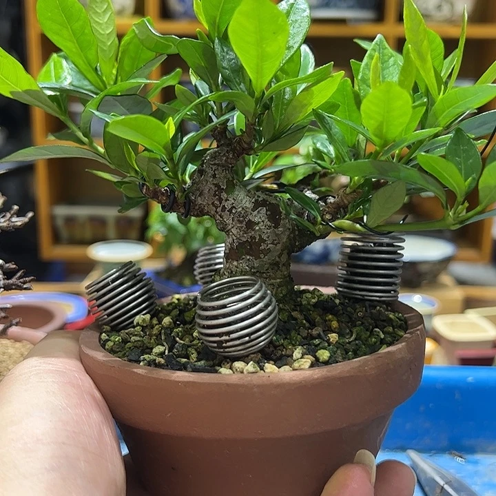 快***人一寸法师栀子花盆景