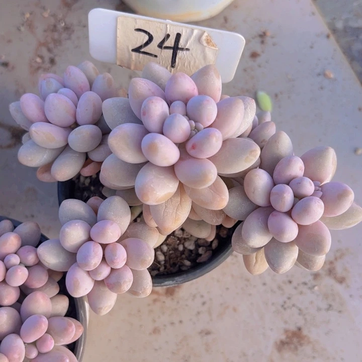 健健康康平平安安