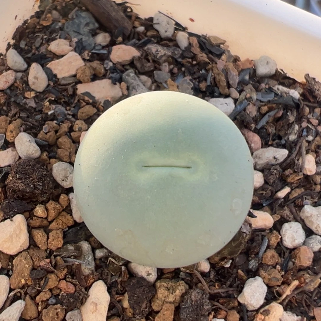 139多肉植物百科植物