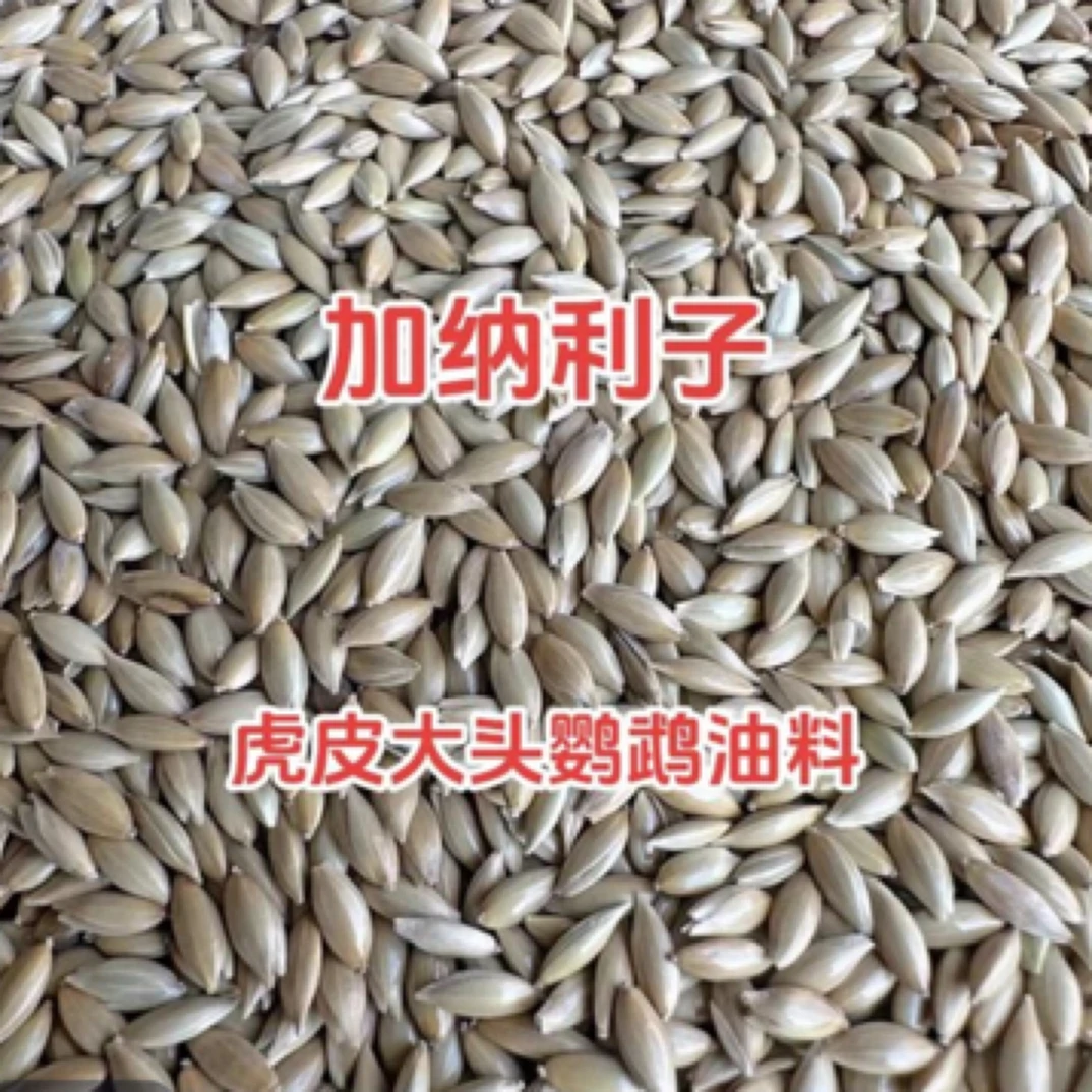 加纳利子粮食虎皮大头油料健康食品