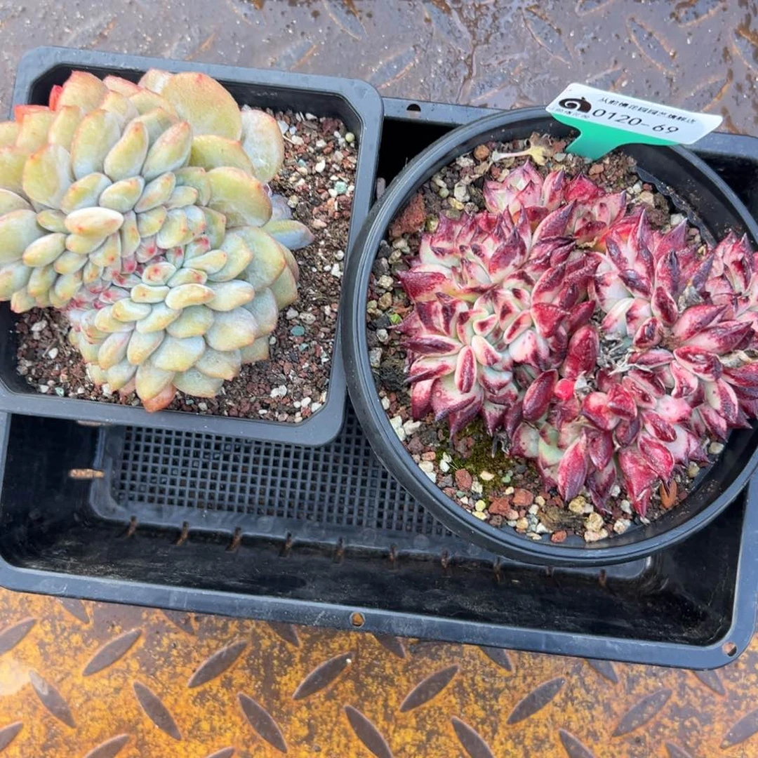 晓*?多肉一物一拍编号0120-69