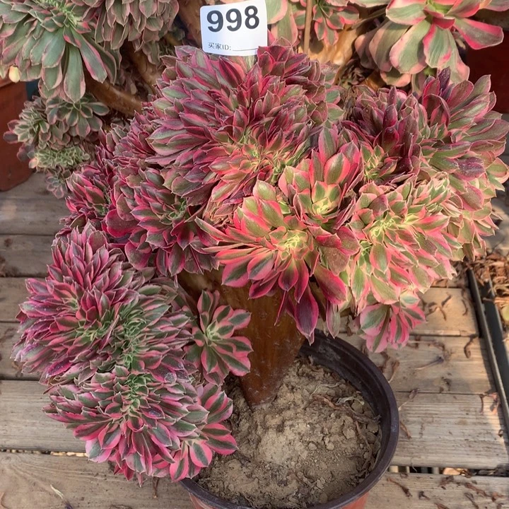 998粉女巫缀多肉法师