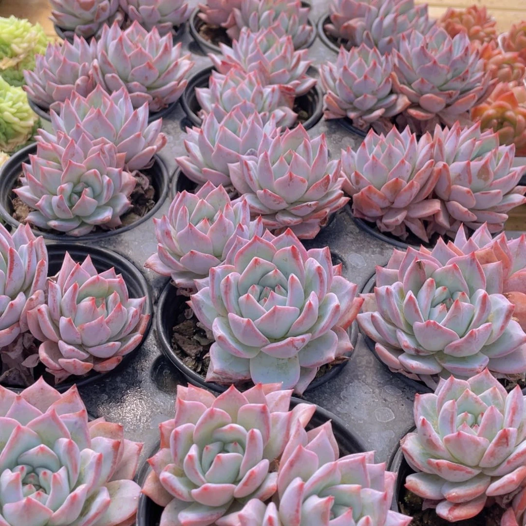 279号 韩版粉蓝鸟大双头一个