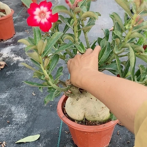 【闪购商品】无花朵不**忙