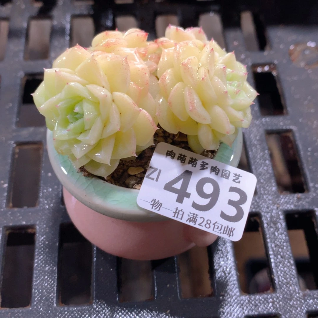 肉萌萌拇指盆精控多肉ZI493