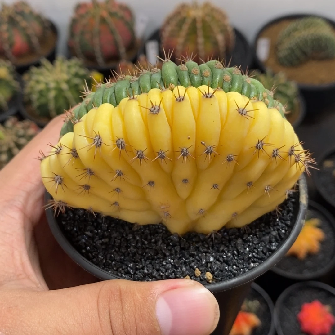 多闻柱缀化锦—带盆土发货