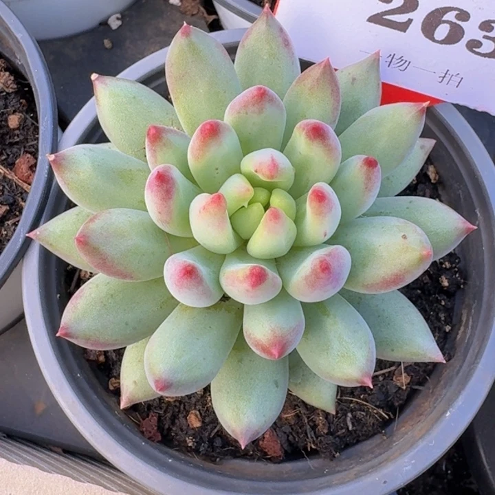 二代虞美人263多肉植物