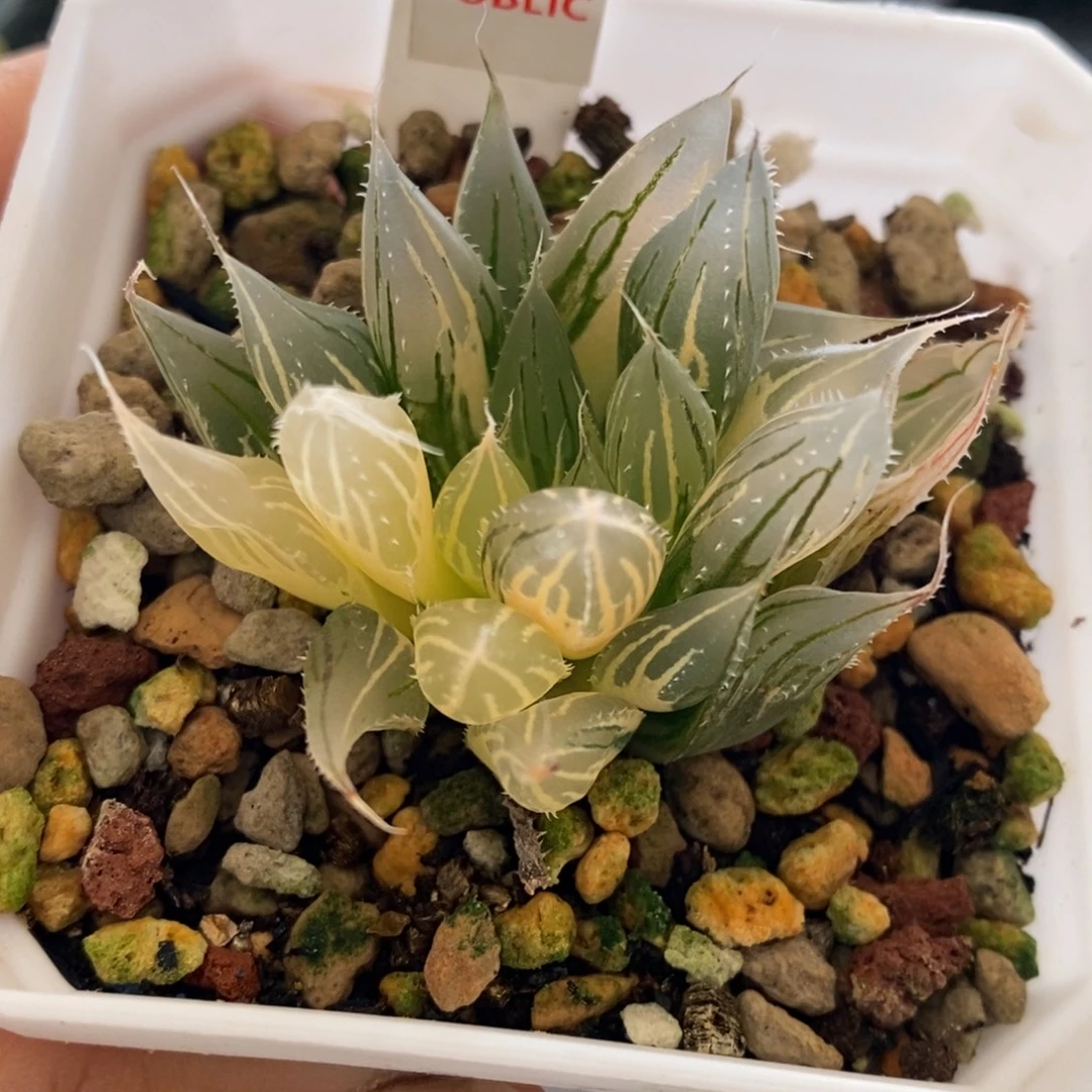 555号大卫针管玉露锦带盆