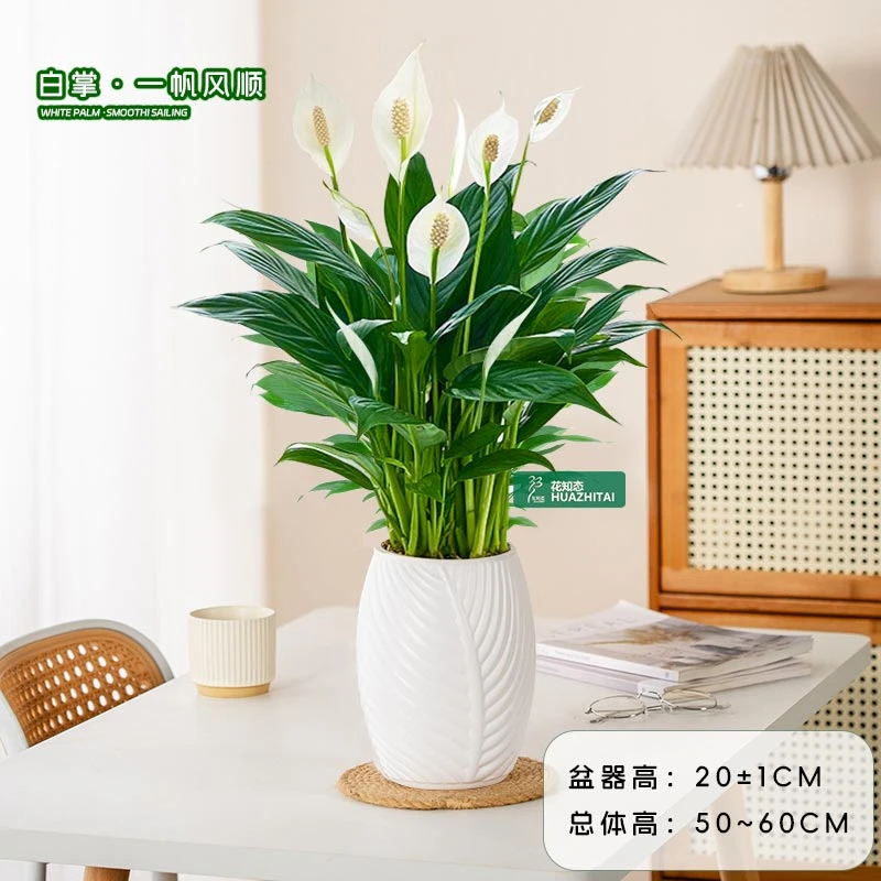 【白掌】一帆风顺(50~60CM)花卉绿植盆栽土培白掌室内净化空气绿植