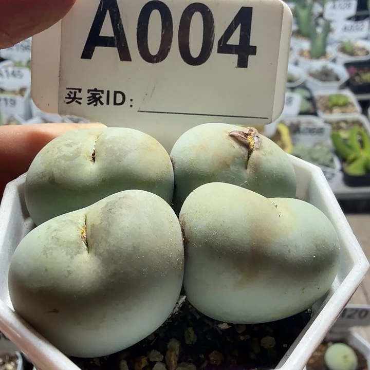 004。满38包邮肉锥