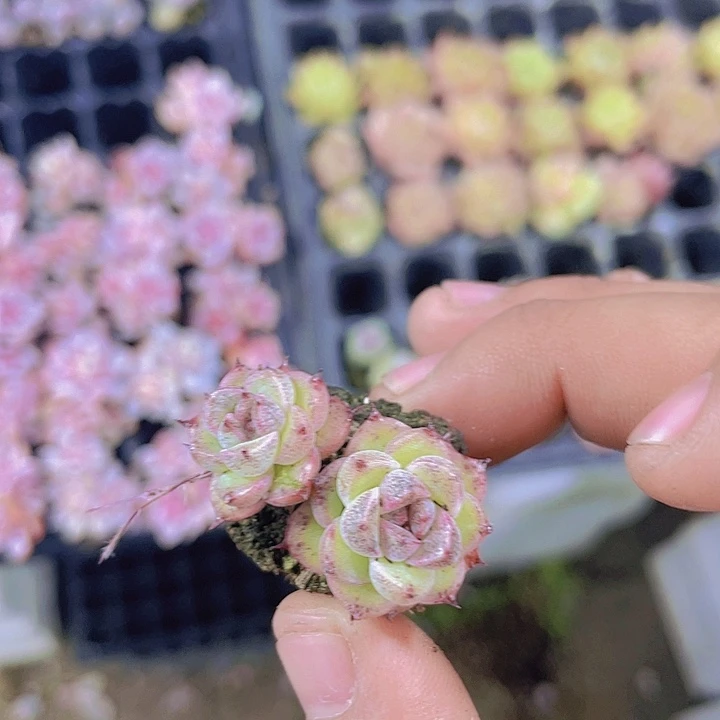 赤水晶【满10颗包邮】