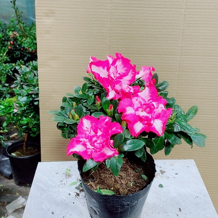 完全开放西玛杜鹃花