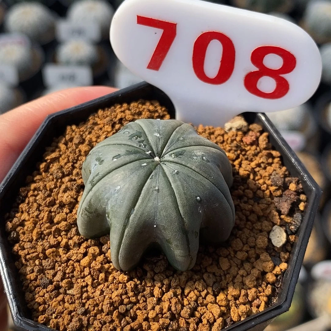 708琉璃海星兜系列产品