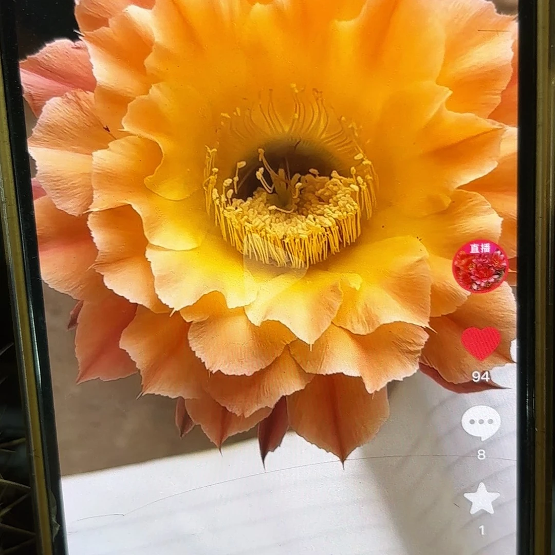 A21彩侧牙20包邮6